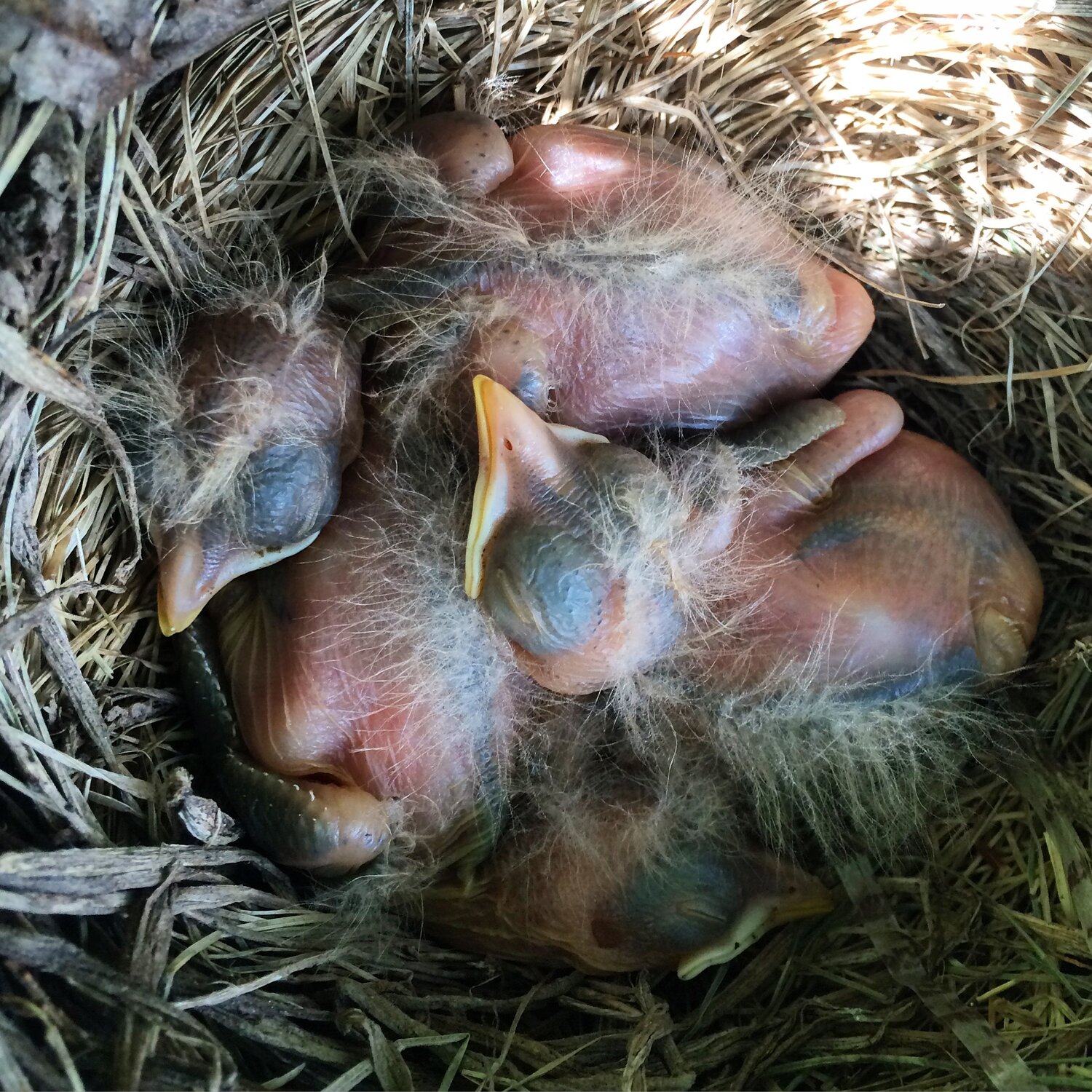 Baby robins are born helpless and mostly feather-less except for delicate tufts of white down.